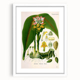Botanical Art Prints - Vintage Curcuma Zedoaria Illustration Art