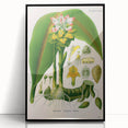 Botanical Art Prints - Vintage Curcuma Zedoaria Illustration Art