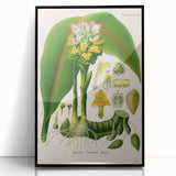 Botanical Art Prints - Vintage Curcuma Zedoaria Illustration Art