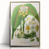 Botanical Art Prints - Vintage Curcuma Zedoaria Illustration Art