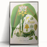 Botanical Art Prints - Vintage Curcuma Zedoaria Illustration Art