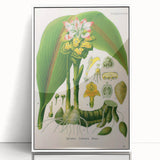 Botanical Art Prints - Vintage Curcuma Zedoaria Illustration Art