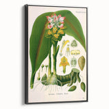 Botanical Art Prints - Vintage Curcuma Zedoaria Illustration Art