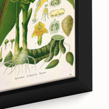 Botanical Art Prints - Vintage Curcuma Zedoaria Illustration Art