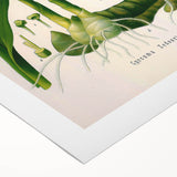 Botanical Art Prints - Vintage Curcuma Zedoaria Illustration Art