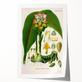 Botanical Art Prints - Vintage Curcuma Zedoaria Illustration Art