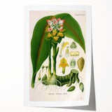 Botanical Art Prints - Vintage Curcuma Zedoaria Illustration Art