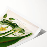 Botanical Art Prints - Vintage Curcuma Zedoaria Illustration Art