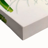 Botanical Art Prints - Vintage Curcuma Zedoaria Illustration Art