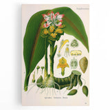 Botanical Art Prints - Vintage Curcuma Zedoaria Illustration Art