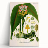 Botanical Art Prints - Vintage Curcuma Zedoaria Illustration Art