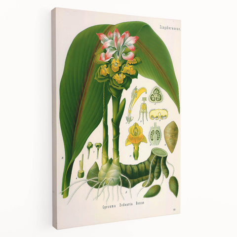 Botanical Art Prints - Vintage Curcuma Zedoaria Illustration Art
