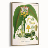 Botanical Art Prints - Vintage Curcuma Zedoaria Illustration Art