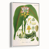 Botanical Art Prints - Vintage Curcuma Zedoaria Illustration Art