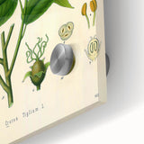 Botanical Art Prints - Vintage Croton Tiglium Illustration Art