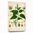 Botanical Art Prints - Vintage Croton Tiglium Illustration Art