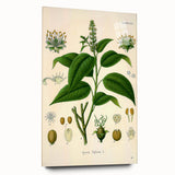 Botanical Art Prints - Vintage Croton Tiglium Illustration Art