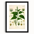 Botanical Art Prints - Vintage Croton Tiglium Illustration Art