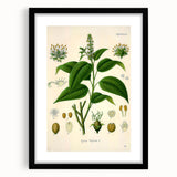 Botanical Art Prints - Vintage Croton Tiglium Illustration Art