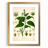 Botanical Art Prints - Vintage Croton Tiglium Illustration Art