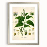 Botanical Art Prints - Vintage Croton Tiglium Illustration Art