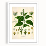 Botanical Art Prints - Vintage Croton Tiglium Illustration Art