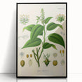 Botanical Art Prints - Vintage Croton Tiglium Illustration Art