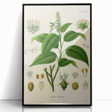 Botanical Art Prints - Vintage Croton Tiglium Illustration Art
