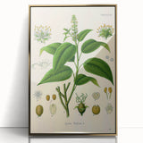 Botanical Art Prints - Vintage Croton Tiglium Illustration Art