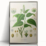 Botanical Art Prints - Vintage Croton Tiglium Illustration Art