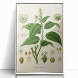 Botanical Art Prints - Vintage Croton Tiglium Illustration Art
