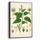 Botanical Art Prints - Vintage Croton Tiglium Illustration Art