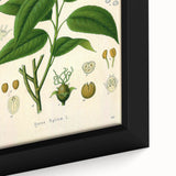 Botanical Art Prints - Vintage Croton Tiglium Illustration Art