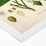 Botanical Art Prints - Vintage Croton Tiglium Illustration Art