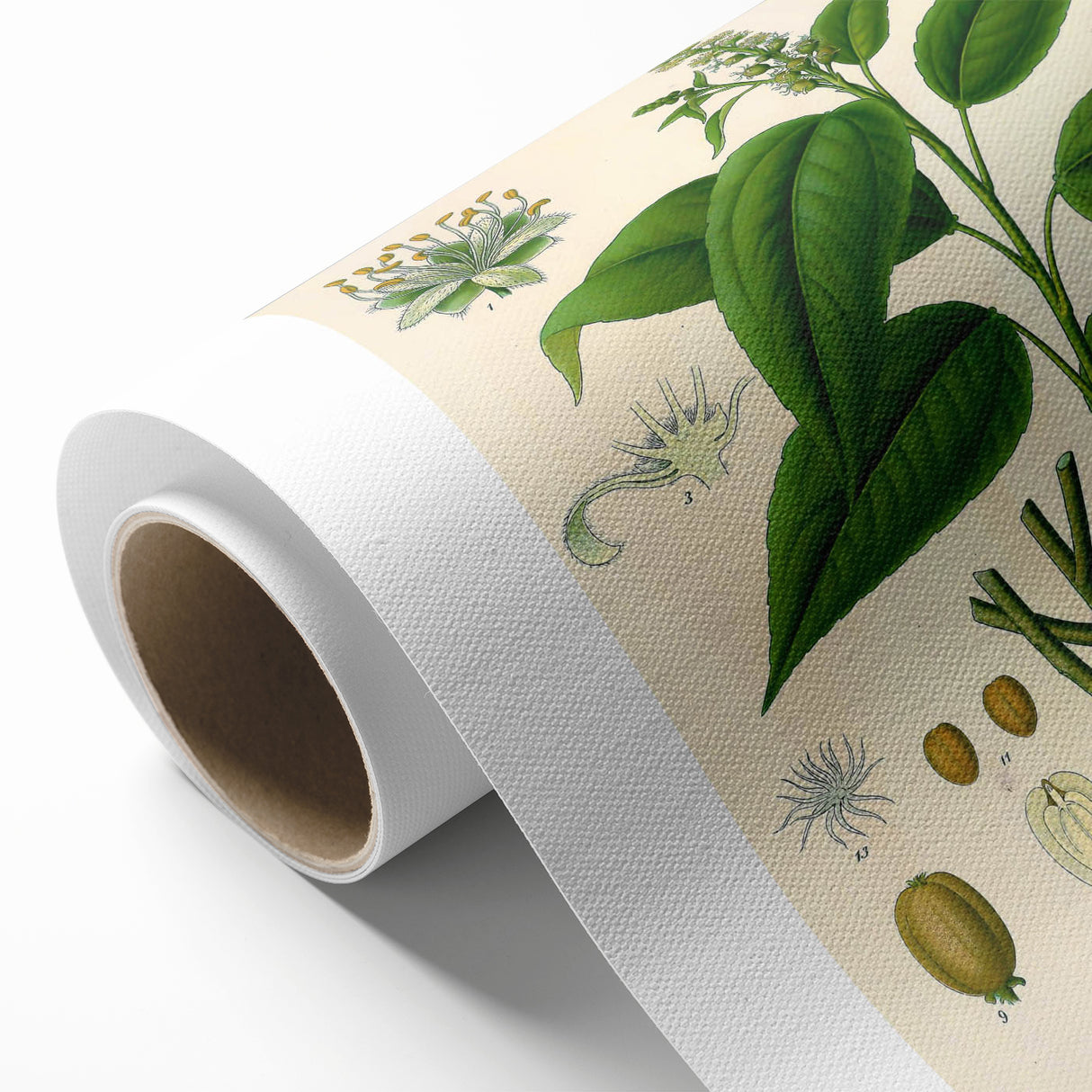 Botanical Art Prints - Vintage Croton Tiglium Illustration Art