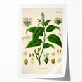 Botanical Art Prints - Vintage Croton Tiglium Illustration Art