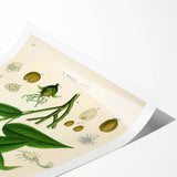 Botanical Art Prints - Vintage Croton Tiglium Illustration Art