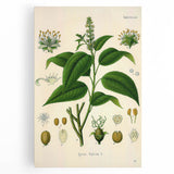 Botanical Art Prints - Vintage Croton Tiglium Illustration Art