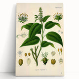 Botanical Art Prints - Vintage Croton Tiglium Illustration Art
