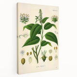 Botanical Art Prints - Vintage Croton Tiglium Illustration Art