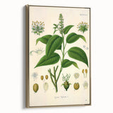 Botanical Art Prints - Vintage Croton Tiglium Illustration Art