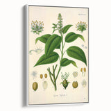 Botanical Art Prints - Vintage Croton Tiglium Illustration Art