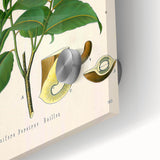 Botanical Art Prints - Vintage Toluifera Pereirae Illustration Art