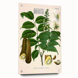 Botanical Art Prints - Vintage Toluifera Pereirae Illustration Art