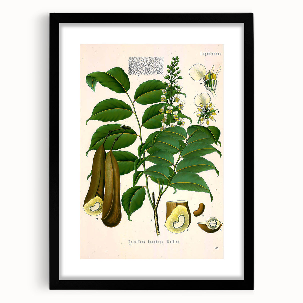Botanical Art Prints - Vintage Toluifera Pereirae Illustration Art