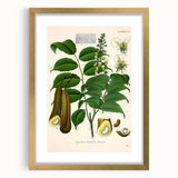 Botanical Art Prints - Vintage Toluifera Pereirae Illustration Art