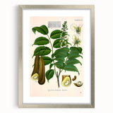 Botanical Art Prints - Vintage Toluifera Pereirae Illustration Art
