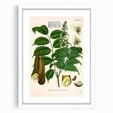 Botanical Art Prints - Vintage Toluifera Pereirae Illustration Art