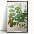 Botanical Art Prints - Vintage Toluifera Pereirae Illustration Art