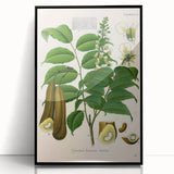 Botanical Art Prints - Vintage Toluifera Pereirae Illustration Art